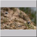 Andrena vaga - Weiden-Sandbiene -11- 03.jpg